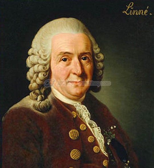 Carl_Linnaeus-6.jpg
